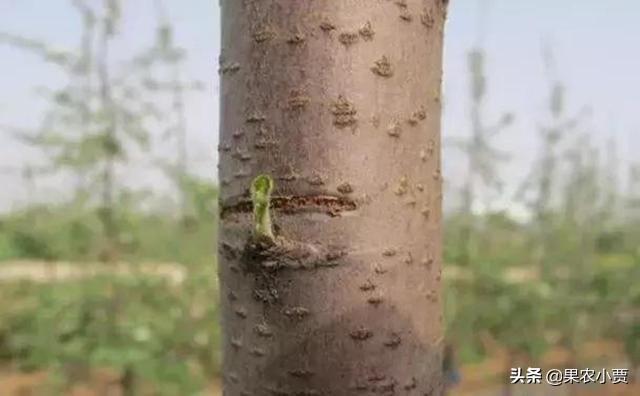 苹果树最新促花技术