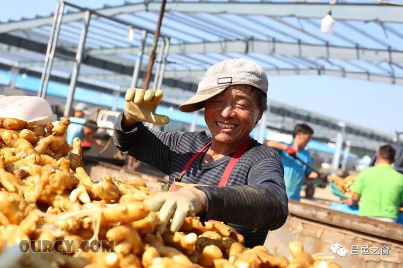 昌邑大姜最新价格表及市场动态分析