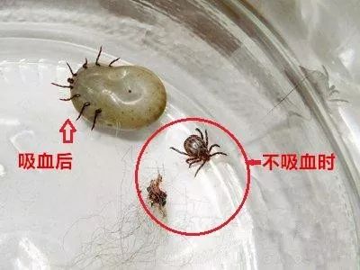 女子口吐黑虫最新进展，神秘现象背后的真相揭秘