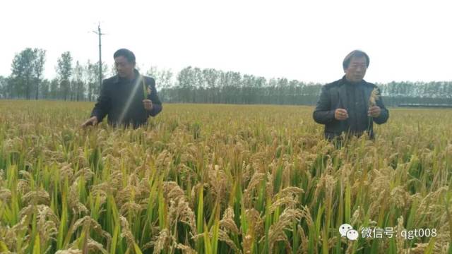 关于水稻种植中使用的最新除草剂，探索其在农业实践中的优势与挑战