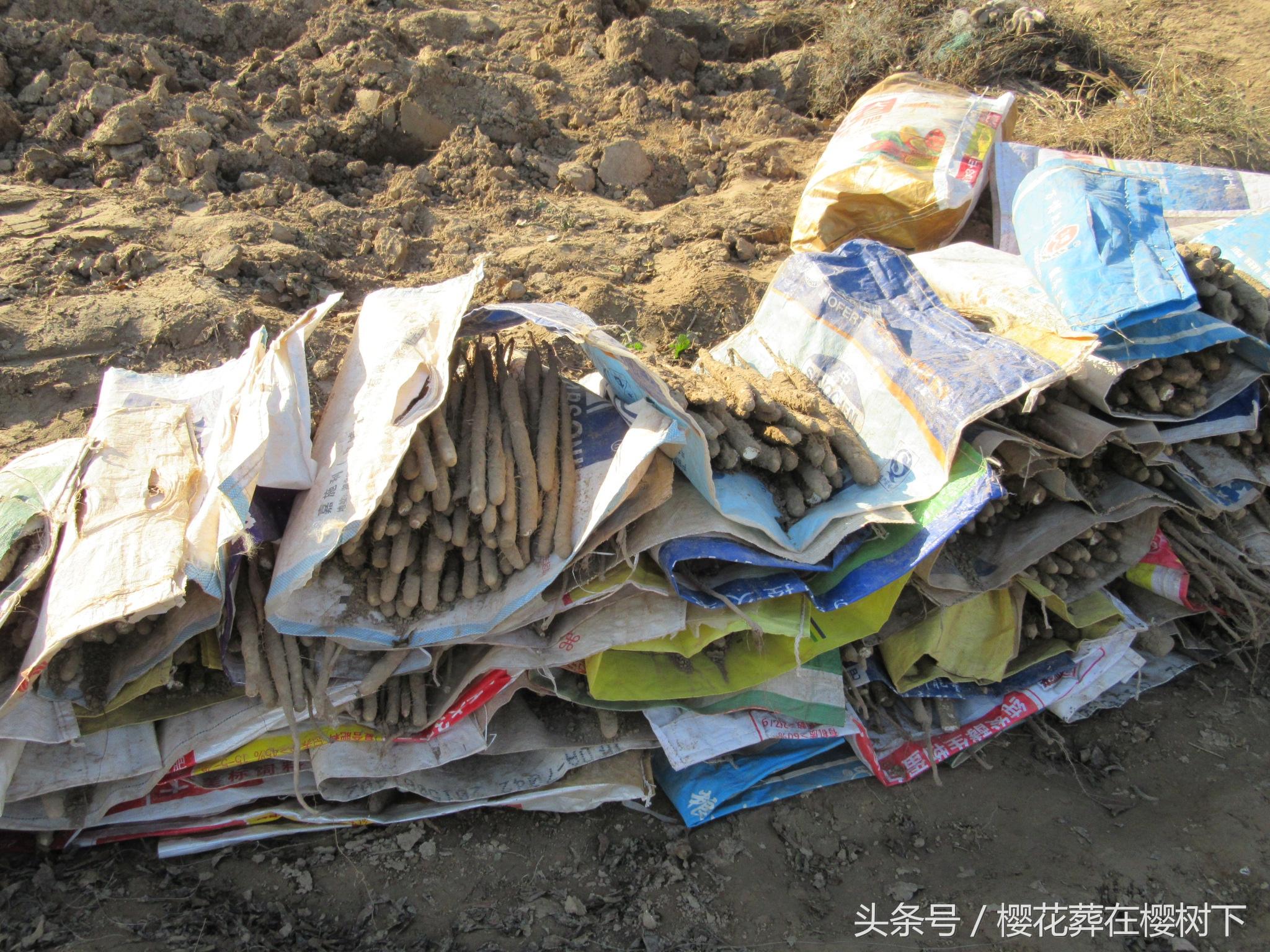 河北省麻山药最新价格动态分析