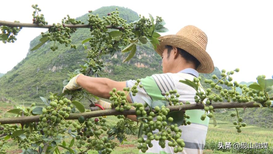 砚山贴吧最新消息综述，活力四溢的砚山新动向