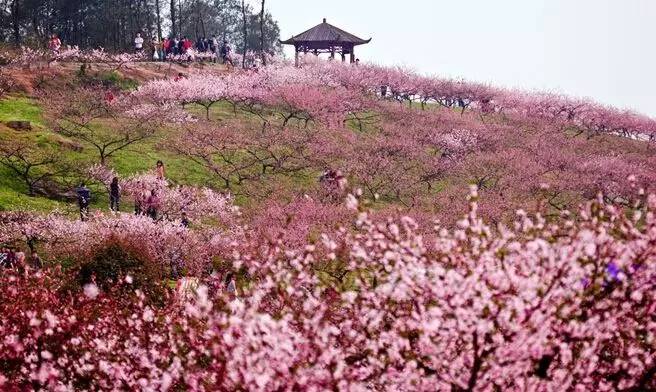 重庆世界花最新消息，绽放的新篇章