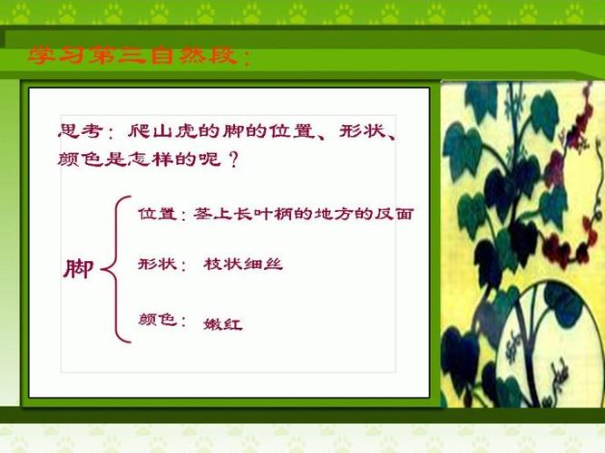爬山虎的脚说课稿