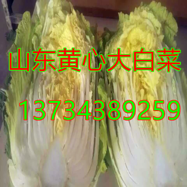 山东大白菜最新价格动态分析