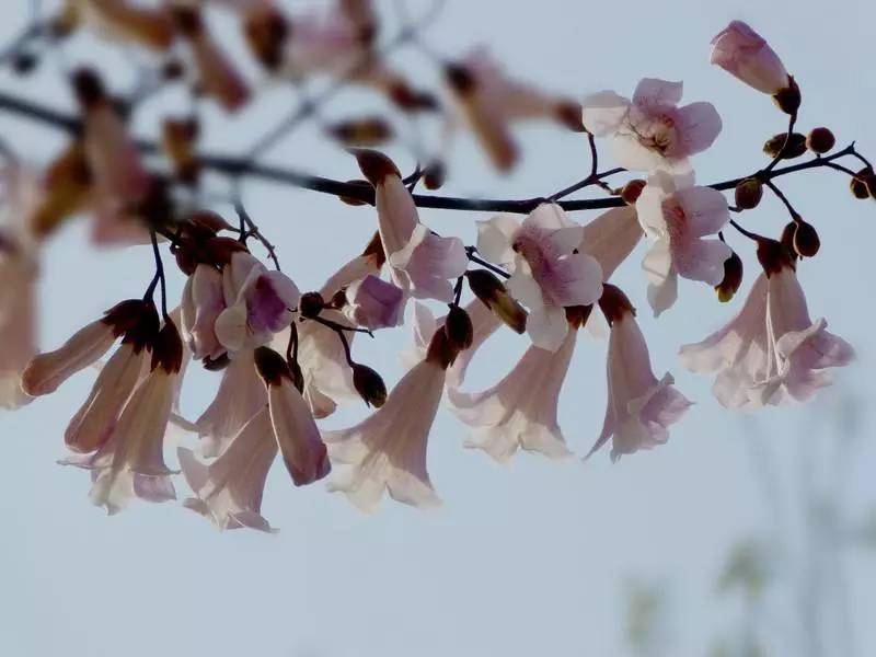 郑州梧桐花语最新消息，城市绿肺的新篇章