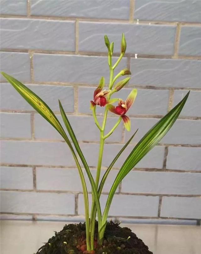 大理兰花最新交易价格，市场走势与品种差异分析