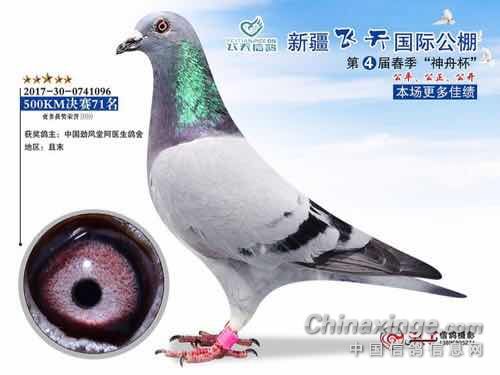 最新阿翁鉴鸽视频全集，探索鉴鸽运动的魅力