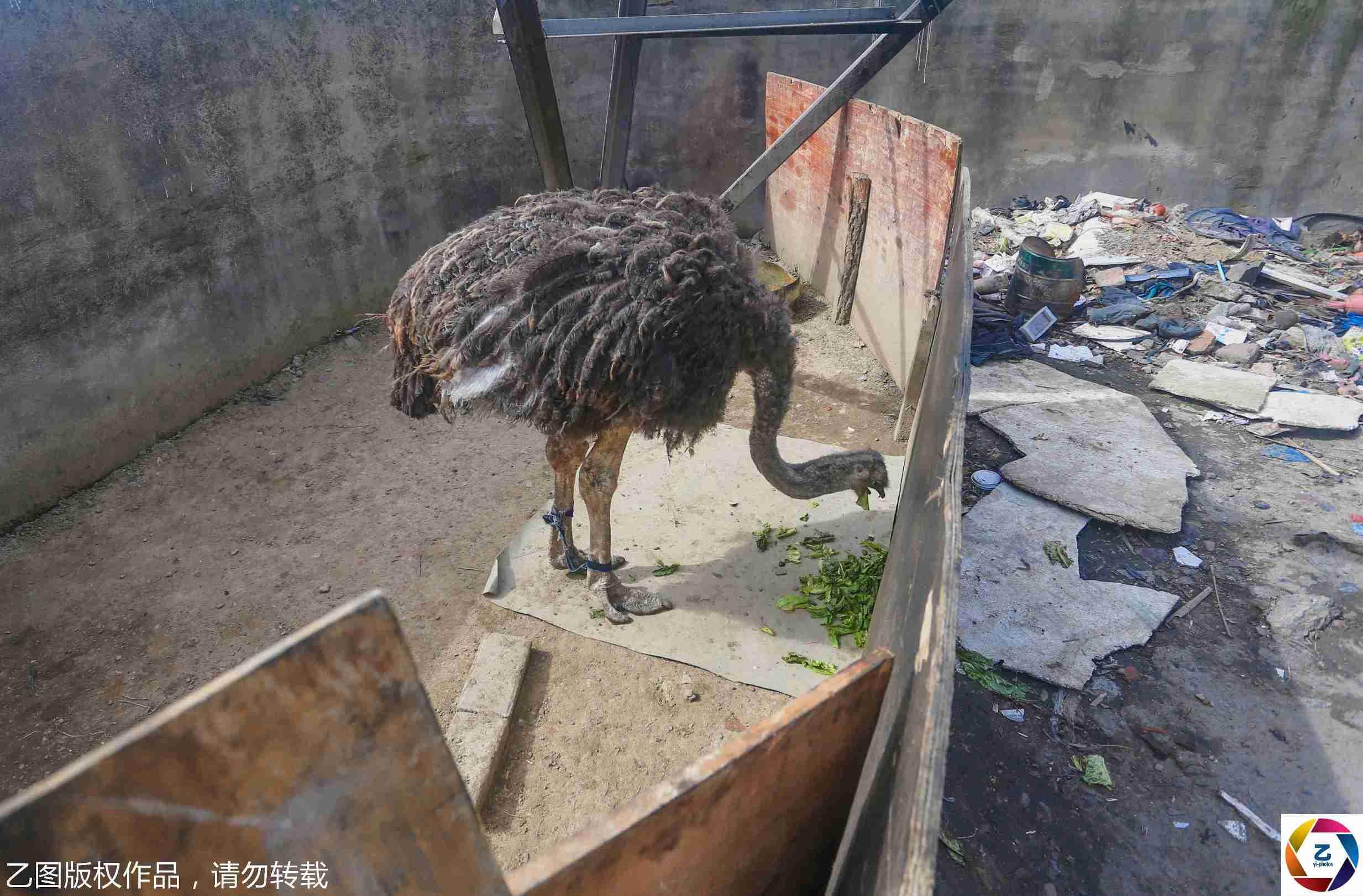 花冲公园最新消息，升级改造与未来展望